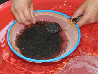 shrimp postlarvae