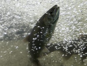 U.S. organic aquaculture standards inch along
