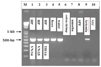 Fig 2. PCR detection of Enterocytozoon hepatopenaei (EHP). M: 1 kb plus ladder molecular weight marker. The Penaeus vannamei collected in Vietnam (lane 1, 2014 sample; lane 2, 2015 sample) and from Thailand (lanes 3-5, hepatopancreas, feces and water), the P. monodon with cotton shrimp disease (lane 6), the P. vannamei with an amoeba (lane 7), SPF P. vannamei (lane 8), Artemia biomass (lane 9), none-template control (Lane 10).
