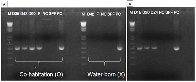 Fig 3. PCR detection of Enterocytozoon hepatopenaei (EHP) in the hepatopancreas samples from bioassay no. 1, 2, and 3. (A) EHP was detected in the co-habitation group after Day 35, but not detected in water-born infection group. (B) EHP was detected 15 days after EHP infection (cannibalism).
