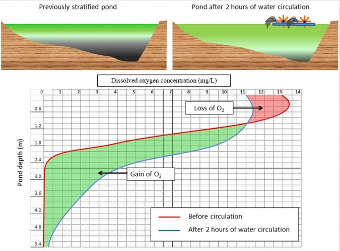Fig. 4: Perfil de oxígeno desde la superficie hasta el fondo en un estanque de ladera de 0,84 hectáreas para peces antes y después de dos horas de circulación de agua usando dos aireadores de paleta 2-hp (4,76 hp/ha) de 12:00 a 14:00 (observación de campo del autor). Después de la circulación, los niveles de OD en la superficie disminuyeron debido a la difusión de oxígeno al aire, pues los aireadores de paleta perturbaron el agua de superficie sobresaturada de oxígeno. Sin embargo, la concentración de oxígeno aumentó enormemente por debajo de 1 m de profundidad. La ganancia de oxígeno en los estratos (área verde) más profundos es casi 7 veces mayor que la pérdida de oxígeno en las aguas superficiales (área roja). Por lo tanto, la circulación del agua incrementó la reserva total de oxígeno en el estanque. Imagen de Fernando Kubitza.