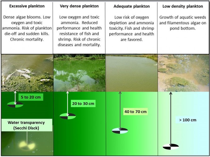 Fig. 2. La transparencia del agua medida con un disco de Secchi. Cuanto menor sea la transparencia del agua (más densa la población de plancton), más severa y acentuada será la estratificación del agua y el riesgo de agotamiento del oxígeno y la muerte de peces en un estanque. 