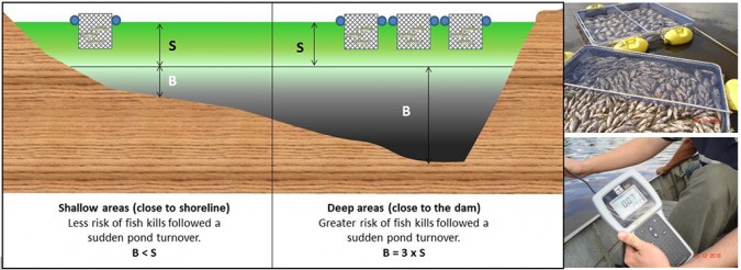 Fig. 3. Ilustración de un estanque de ladera con jaulas de peces. La mezcla repentina de las aguas del fondo y de superficie (volteo de estanque) impone graves riesgos de mortalidad para los peces en jaulas situadas en la zona más profunda de un estanque de cuenca hidrográfica, pues el volumen de agua anaeróbica nociva del fondo supera con creces el volumen de agua superficial oxigenada de buena calidad. El riesgo de muerte de peces se reduce en jaulas colocadas sobre las zonas menos profundas. Tenga en cuenta el episodio de mortalidad masiva de tilapia en jaulas en un estanque de ladera de 4 hectáreas debido al volteo súbito del estanque después de una tormenta. Para cuando se evaluó el daño, el oxígeno disuelto en la superficie del estanque cerca de la presa era de casi cero. 
