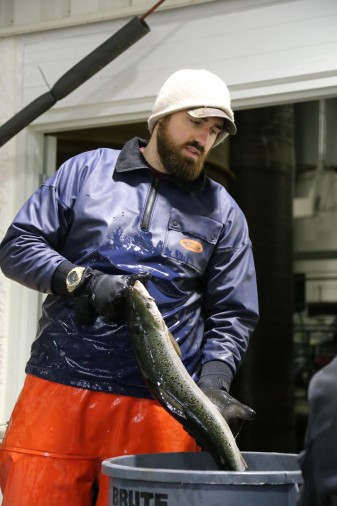 Pic_2 - Salmon Harvest 2016_Packing_S.Tsukuda