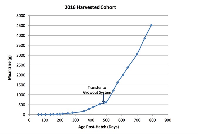 Figure 1. Over approximately 10 months, Atlantic salmon post-smolt grew in freshwater from 0.6 kg to 4.5 kg.