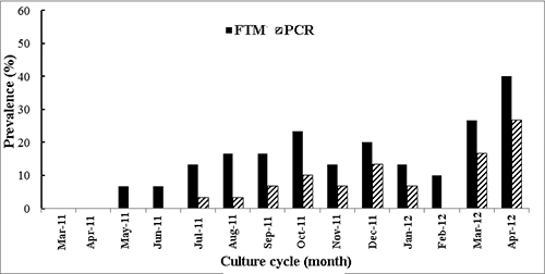 Fig. 4: Monthly prevalence of Perkinsus infection during the 13 months of culture through TFM or PCR diagnosis.