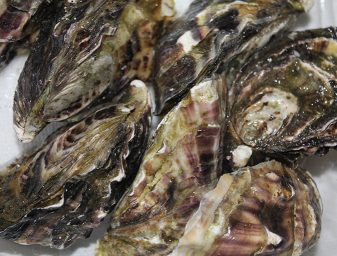 oyster