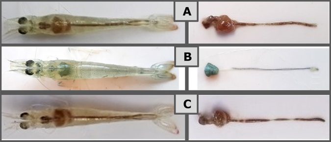 Fig. 2: Síntomas generales 48 horas después del desafío con 2 x 105 UFC/ml de V. parahaemolyticus LTS14. (A) camarones control negativo (NC); (B) camarones control positivo (PC); (C) camarón tratado con Sanolife-2 PRO. Síntomas generales de AHPND: ausencia de alimento en el intestino, decoloración pálida y atrofia del hepatopáncreas se pueden observar claramente en los camarones PC. Signos de la enfermedad fueron retardados y atenuados en los animales tratados con Sanolife PRO-2. 