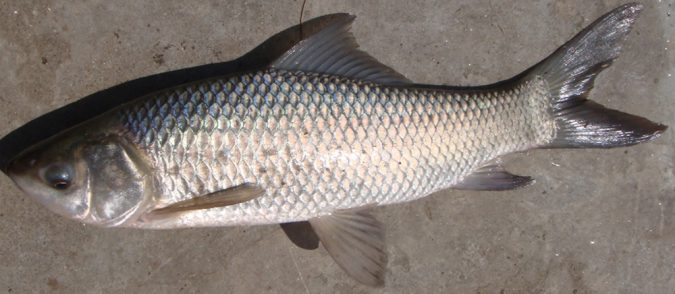 rohu