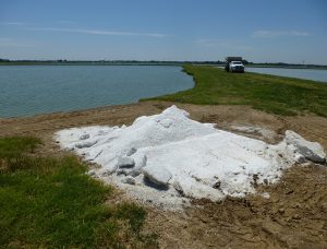 Common salt a useful tool in aquaculture, part 2