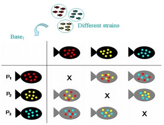 Fig. 1: The genetic program will improve the growth rate of the selected strain at a predicted rate of 5-7 percent per generation.