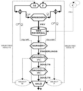 Fig. 2: Flow diagram showing the steps in the genetic selection and improvement program.