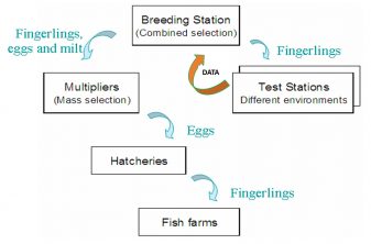 Fig. 3: Diagram of the genetic improvement program and how it integrates with the commercial fish farming sector.