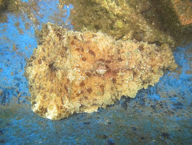 sea hare