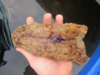 Sea hare