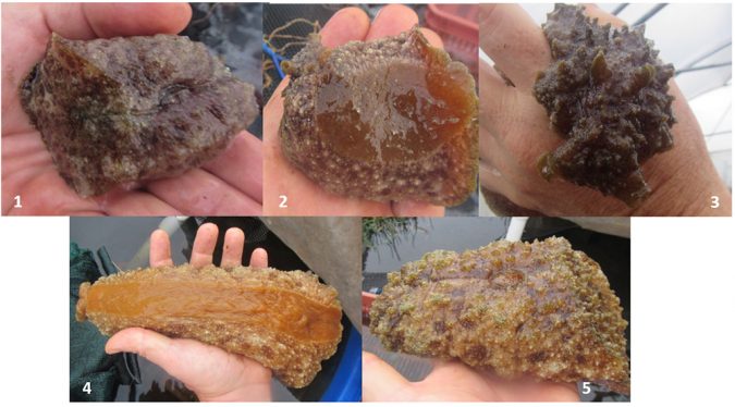 sea hare