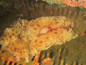 sea hare