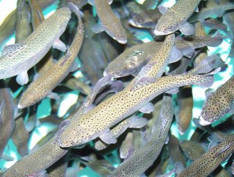 fish nutrition