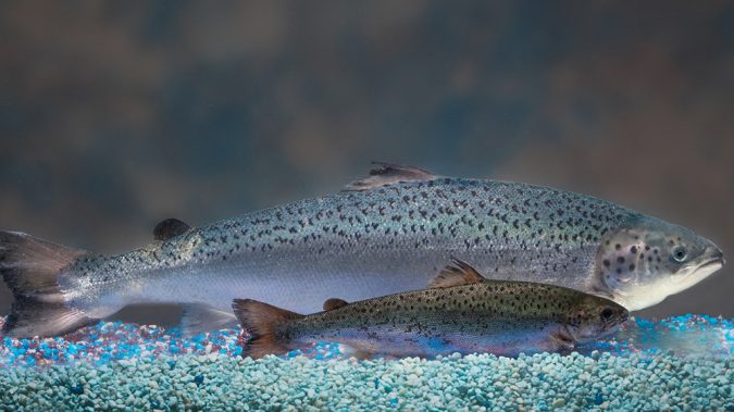 AquaBounty