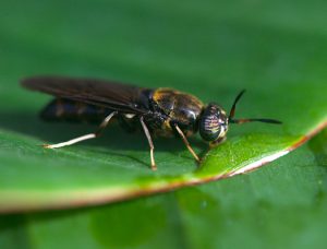 Buggin’ out: Tapping the potential of insect meal in aquaculture