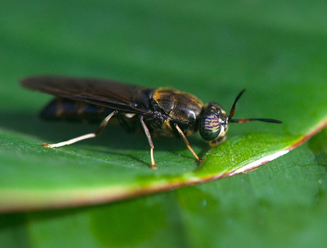 insect meal