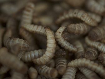 insect meal