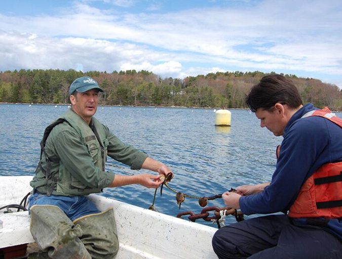 Dana Morse (left) and Hugh Cowperthwaite affix sea scallops to a submersible line, using the Japanese ear-hanging technique. The work they're doing by hand will be far more efficient with equipment invented in Japan. Photo courtesy of CEI. 