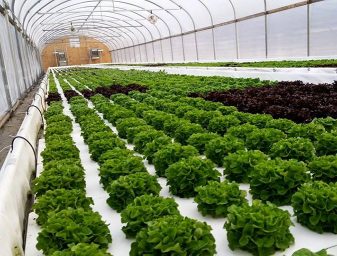 FF_lettuce