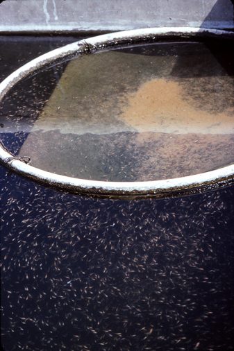 Target-size fry are fed androgen-treated diet in tanks during the 30-day treatment period. A feeding ring minimizes dispersion of the powdered feed and a plastic sheet suspended six inches below the water surface retains for consumption.