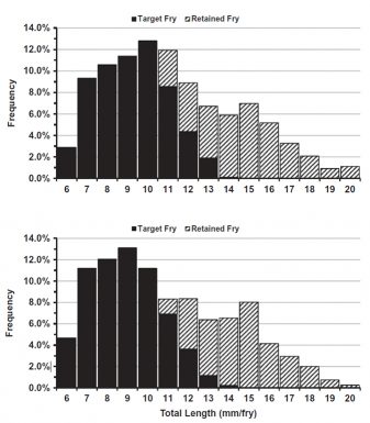 Fig. 2: Average size distribution of Nile tilapia (top) or blue tilapia (bottom) harvested from reproduction ponds after 125–280 cumulative degree days. Fry that pass through a 3.2-mm mesh grader range from 7 to 13 mm total length, are suitable for hormonal sex inversion, and are termed target fry. Degree days are calculated by subtracting 15◦C from the average water column temperature.
