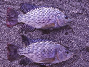 blue tilapia