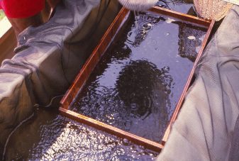 Harvested fry are graded through 3.2-mm square mesh plastic netting prior to sex inversion to remove fry larger than 11 mm.