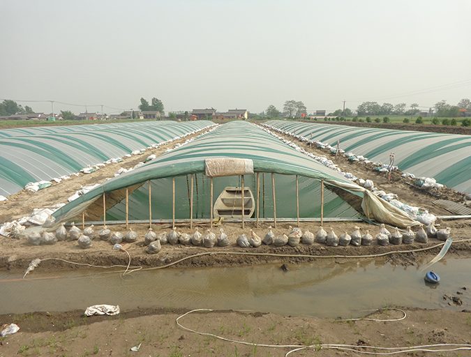 greenhouse