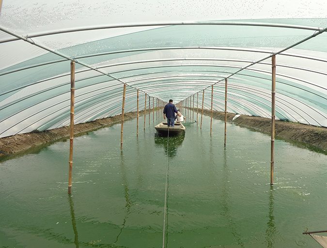greenhouse nursery pond