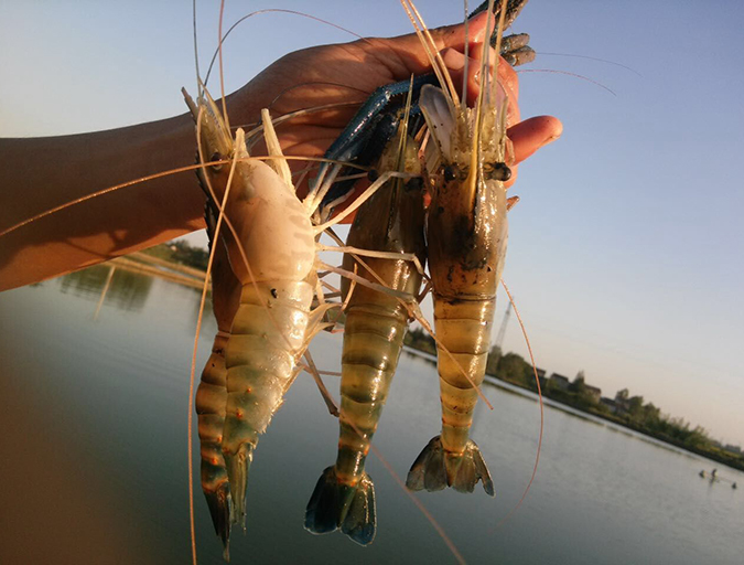 Article image for Culture of giant freshwater prawns in China