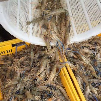 freshwater prawns