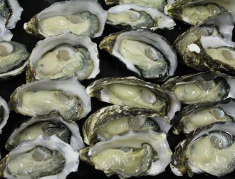 Oysters