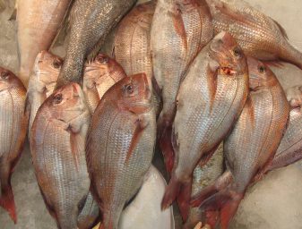 seafood consumption