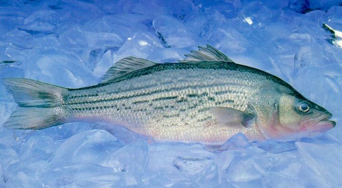 sunshine bass