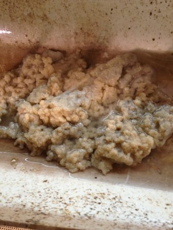 Fungal growth