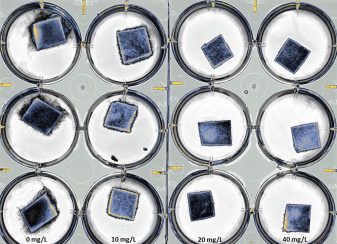 In vitro experiment