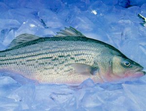 Egg saprolegniasis in a commercial sunshine bass hatchery