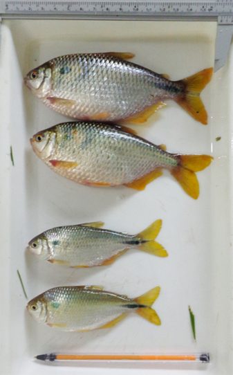 cola amarilla