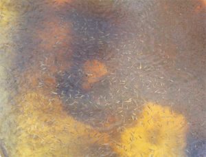 Yellow tail characin a candidate for expanded production