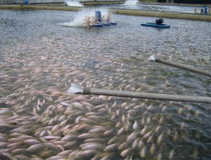 Dietary organic acids used as growth promoters, anti-microbials