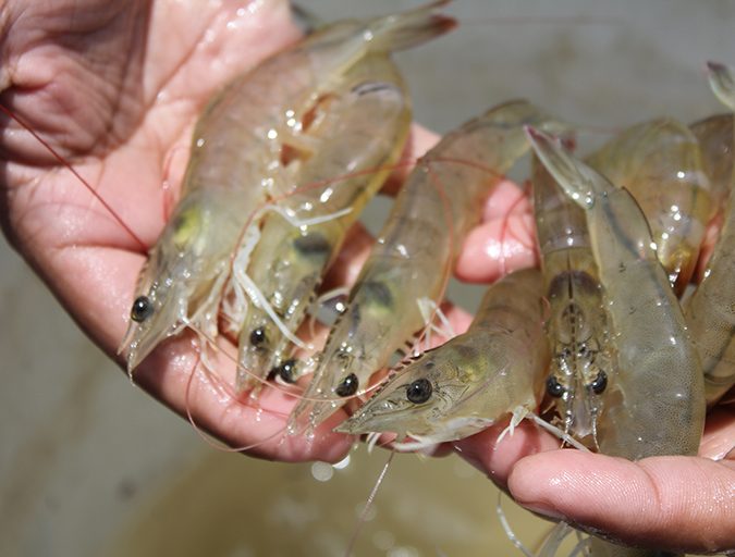 Better shrimp