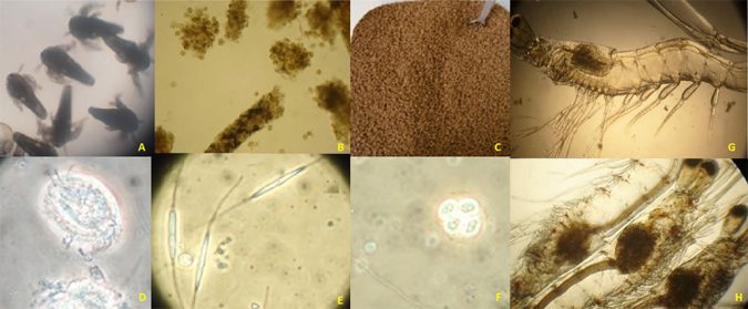 Biofloc consumption