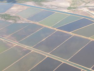 Responsible Aquaculture Foundation offers multilingual knowledge online