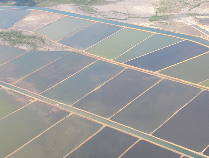 Article image for Responsible Aquaculture Foundation offers multilingual knowledge online