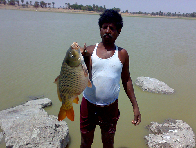 Article image for Weighing the risks of farming non-native fish species in India